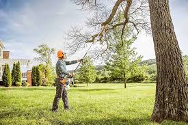 Trusted Mililani Mauka, HI Tree Care Experts